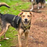 Zeus - junger Hunf mit sanftem Wesen, Hund zur Adoption