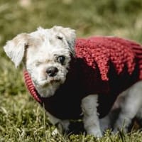 NANNI - das liebevolle Seelchen., Hündin zur Adoption