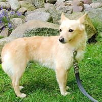 Mara - zartes Hundemädchen, Hündin zur Adoption