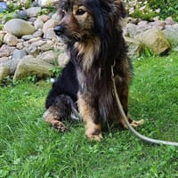 Pici - sanfter Rüde mit Herz, Hund zur Adoption