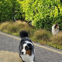 Neuer Lebensplatz für Robin gesucht, Hund zur Adoption