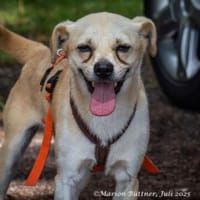 Franky ist witzig und fröhlich, Hund zur Adoption