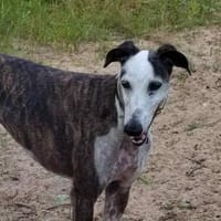 Zauberhafte Luna, Hündin zur Adoption