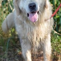 Katzenverträglicher Thor sucht Familie, Hund zur Adoption