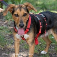 Perle ist eine aufgeweckte Hündin, Hündin zur Adoption