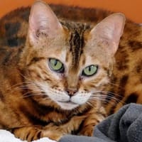 8 Bengalen suchen ein liebevolles Zuhaus, Kater zur Adoption
