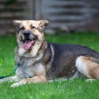 Victor: Bardino-Mix mit XL-Ohren, Hund zur Adoption