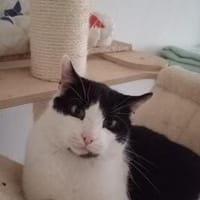 Oreo  Der verschmuste Kater, Kater zur Adoption