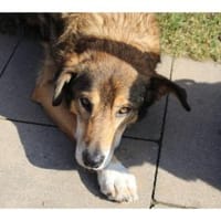 Devis  wartet in 96369 Weißenbrunn, Hund zur Adoption