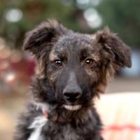 super Leva in Wegscheid BY, Hund zur Adoption