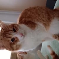 Rocky & Benito suchen Ihr Glück!, Kater zur Adoption