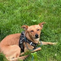 Avalon verliert schuldlos sein Zuhause, Hund zur Adoption