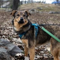 ZLATA- sucht ruhiges Zuhause, Hündin zur Adoption