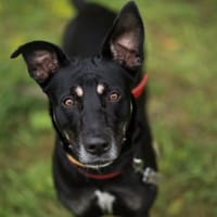 Koda, suczka do adopcji