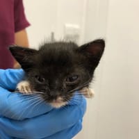 Zevran, kot do adopcji
