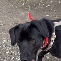 Welur, pies do adopcji