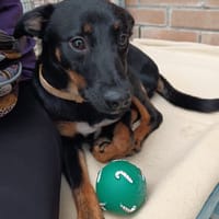 Sofian, pies do adopcji