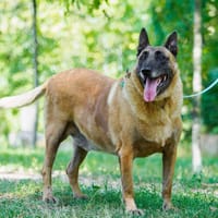 Ozzy, pies do adopcji