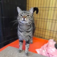 Dolores, kotka do adopcji