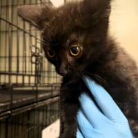 Orin, kot do adopcji