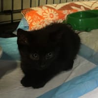 Naya, kotka do adopcji