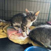 Raja, kotka do adopcji