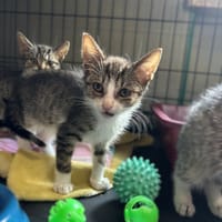 Bajtek, kot do adopcji