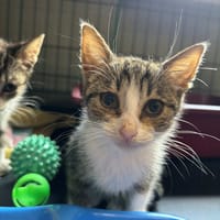 Vega, kotka do adopcji