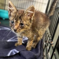 Motylek, kot do adopcji