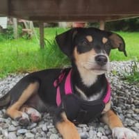 Taco 💙💙💙 kleiner Hundebub, Hund zur Adoption
