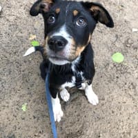 Kleiner, tapferer Filou sucht ..., Hund zur Adoption