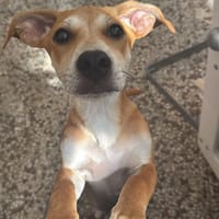 Gioia 💚 💚 💚  auf Entdecker Tour, Hündin zur Adoption