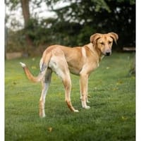 Kimi - wartet in 74535 Mainhardt, Hündin zur Adoption