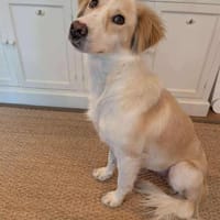 Nuria - die Zauberhafte, Hündin zur Adoption