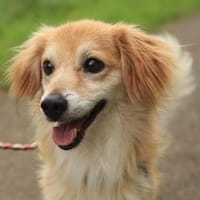 Lotus, geb. ca. 04/2024, 30655 Hannover, Hund zur Adoption