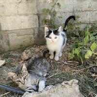 Teddy und Mousy aus dem Tierschutz, Katze zur Adoption