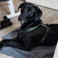Snoopy möchte mit Dir die Welt entdecken, Hund zur Adoption