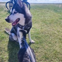 Anouk, Hund zur Adoption