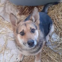 Lupa 54 cm (Pflegestelle), Hündin zur Adoption