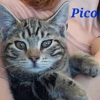 Picon, chat à adopter
