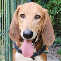 PEPIN, chien à adopter