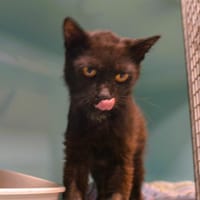 Grizzly Cab4038, chat à adopter