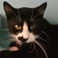 Panda Cab4388, chat à adopter