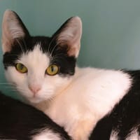 Pina Cab4204, chatte à adopter
