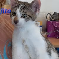 Mojito, chat à adopter