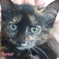 Cachoue, chatte à adopter