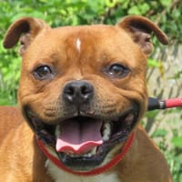 VIPER, chien à adopter