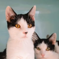Colada Cab4205, chatte à adopter