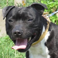 RUBY, chienne à adopter