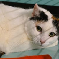 Winter Cab3240, chatte à adopter